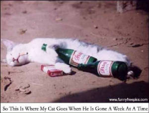 meow1.jpg