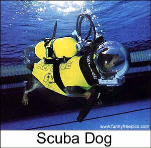 scuba_dog1.jpg